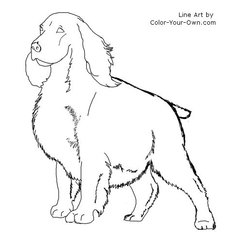 Springer Spaniel dog line art