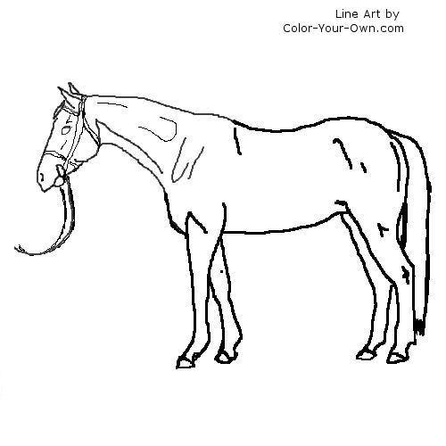 Thoroughbred Mare in hand line art