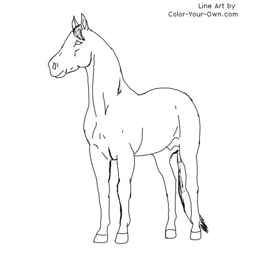 Thoroughbred Stallion line art