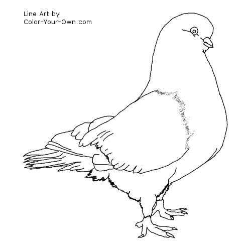 Australian Tumbler Pigeon Line Art