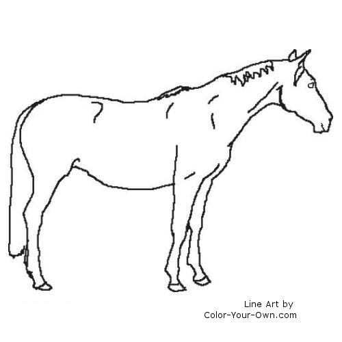 warmblood horse line art
