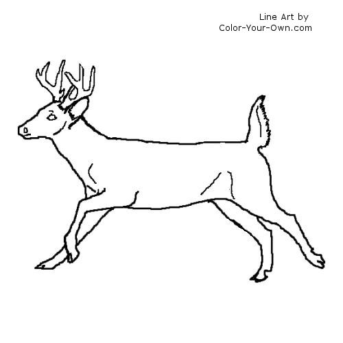 Whitetail Buck in a hurry line art