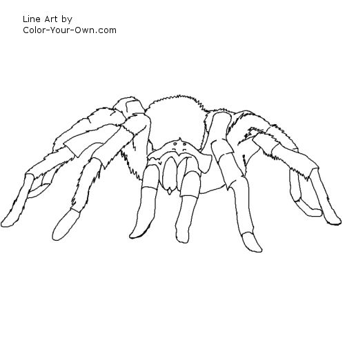 Tarantula spider Line Art