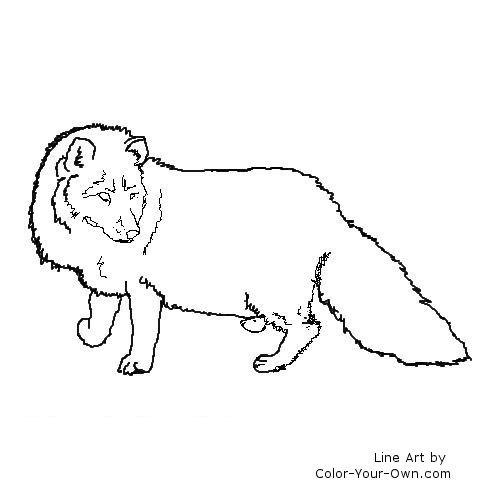 arctic fox line art