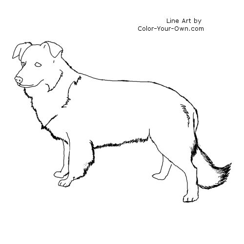 Border Collie Standing Line Art