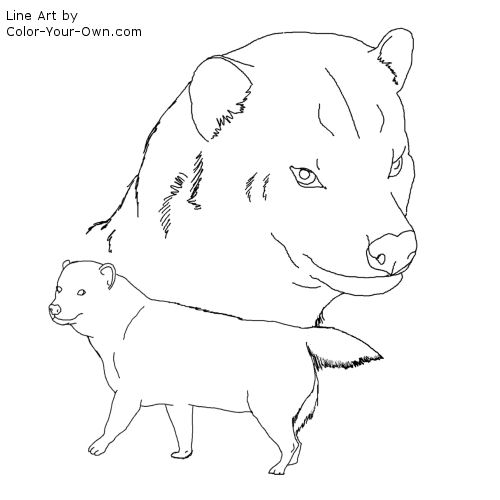 Bush Dog Line Art