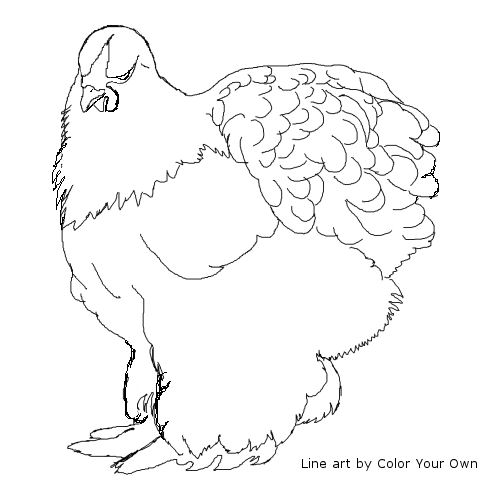 Chicken - Cochin Hen Line Art