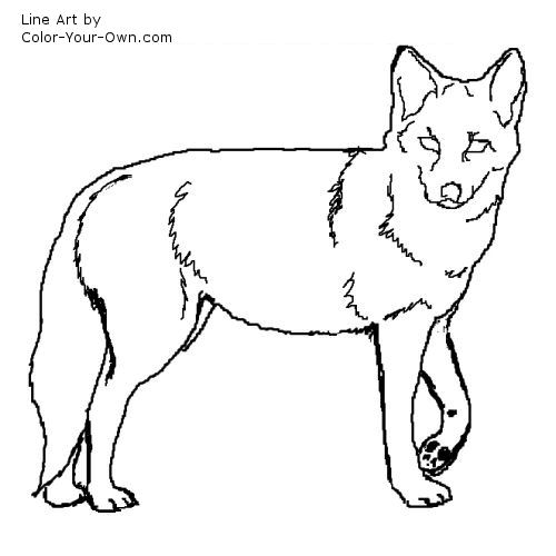 Coyote line art