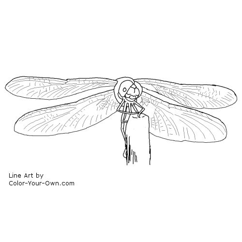 Dragonfly Line art