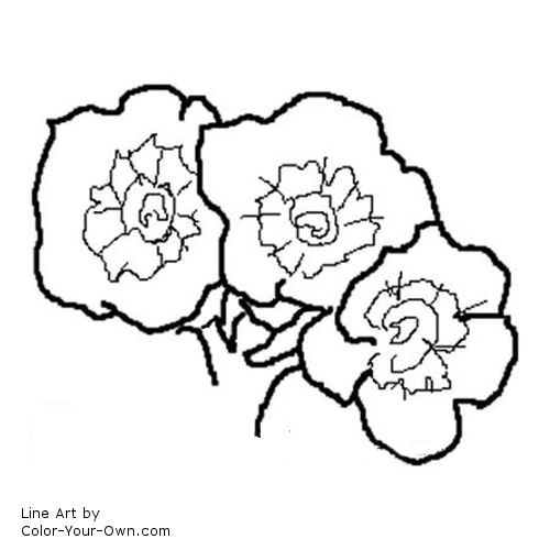 phlox flower line art