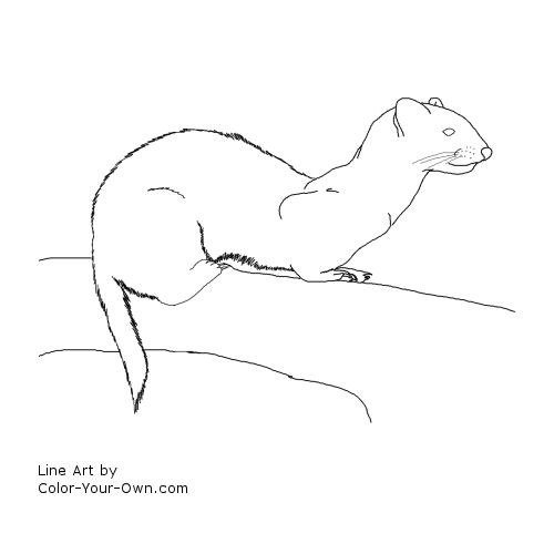 Ferret Line Art