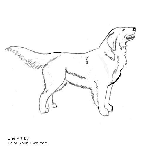 Golden Retriever Line Art