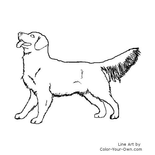 Playful Golden Retriever Line Art