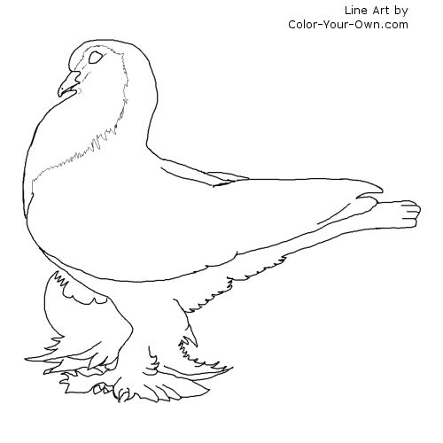 Lahore Pigeon Line Art