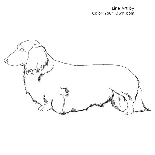 Longhaired Dachshund Line Art