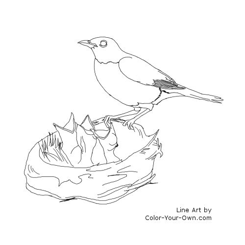 Mother Robin Feeding Babies Line Art