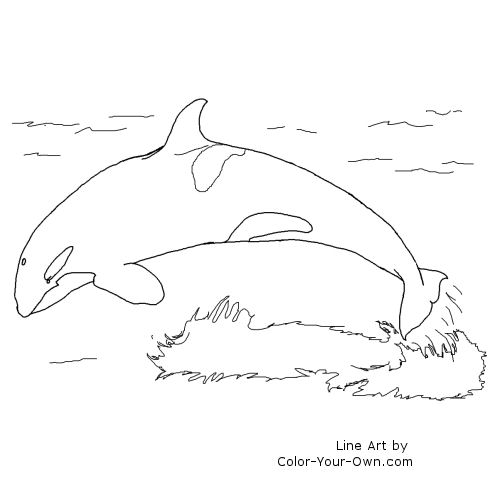 Killer Whale Line Art