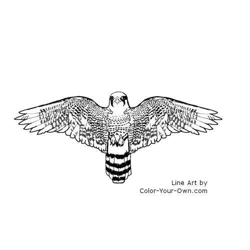 Peregrine Falcon Line Art