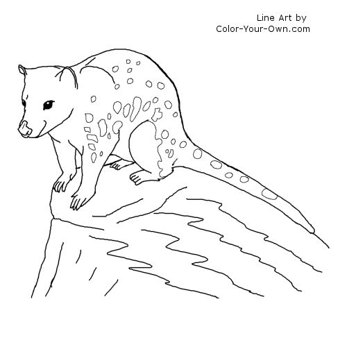 Quoll Line Art