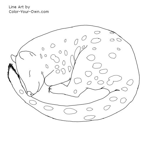 Quoll Line Art