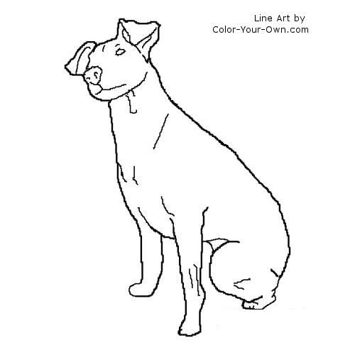 rat terrier line art