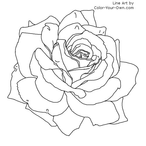 Rose Line Art