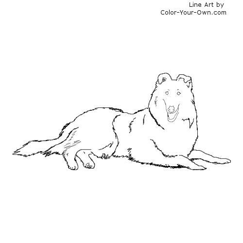 Rough Collie Line Art