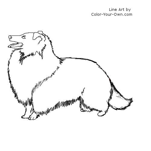 Shetland Sheepdog Line Art